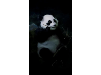 廣州動物園：花一杯奶茶的錢看400多種動物，性價比超高親子游好去處