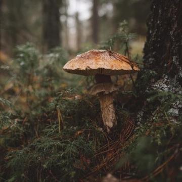 出來找菌子，走到這個地方突然跟我們家狗四目相對，然后它撒腿就跑
