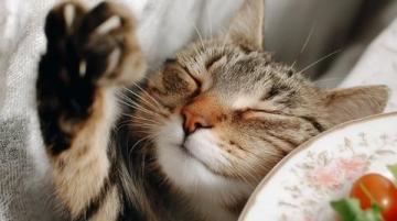 一分錢沒花，一天兩餐都好吃！