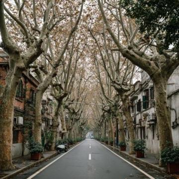 探秘南寧:四季花開的綠肺城市與地道美食風情