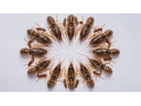 濟寧 vs 濰坊：好客山東小龍蝦爭霸賽震撼開幕！